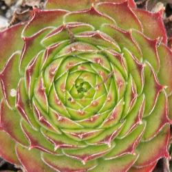 Sempervivum - Dachwurz - Hauswurz